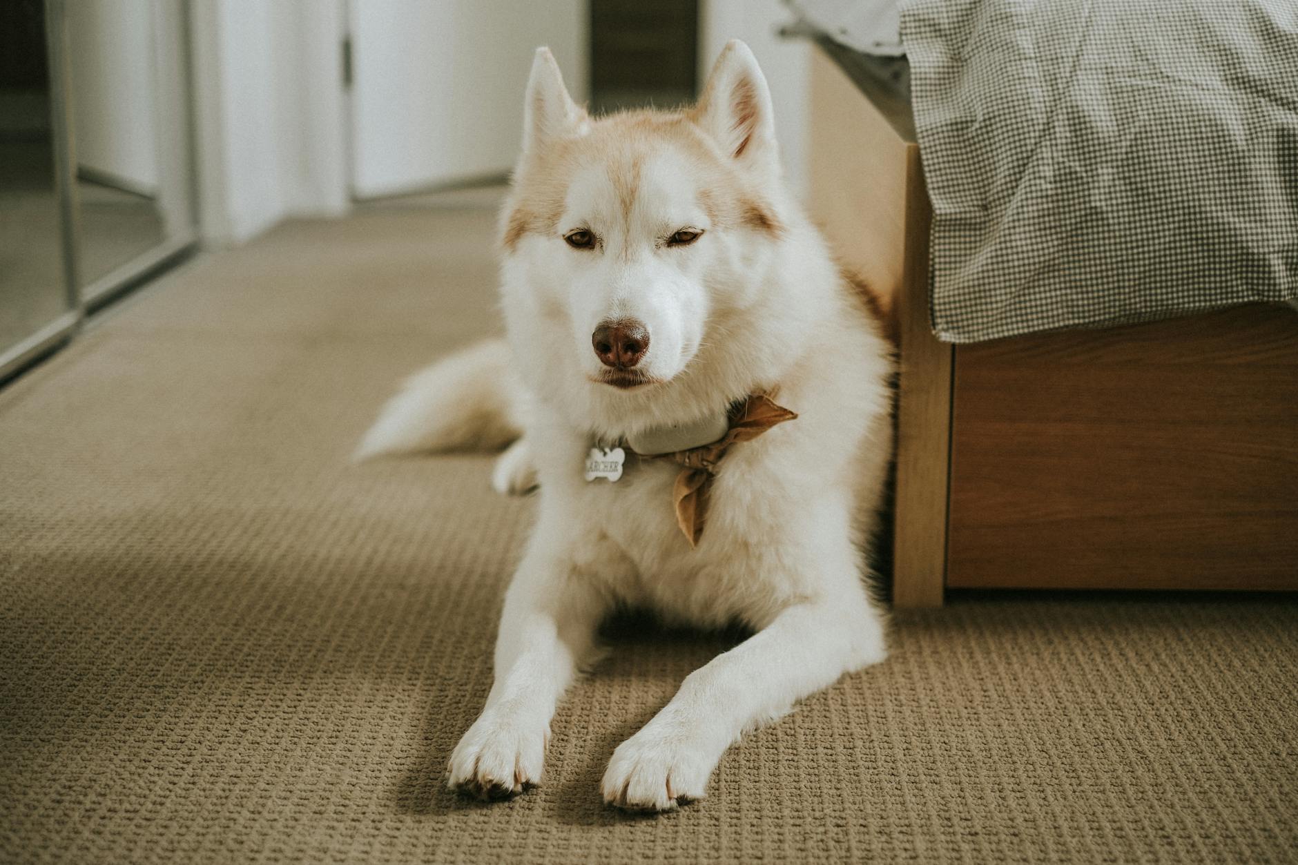
Dog resting on carpet flooring showing comfort and traction for pet-friendly homes